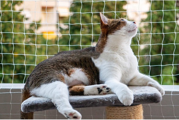 Cat Safety Net